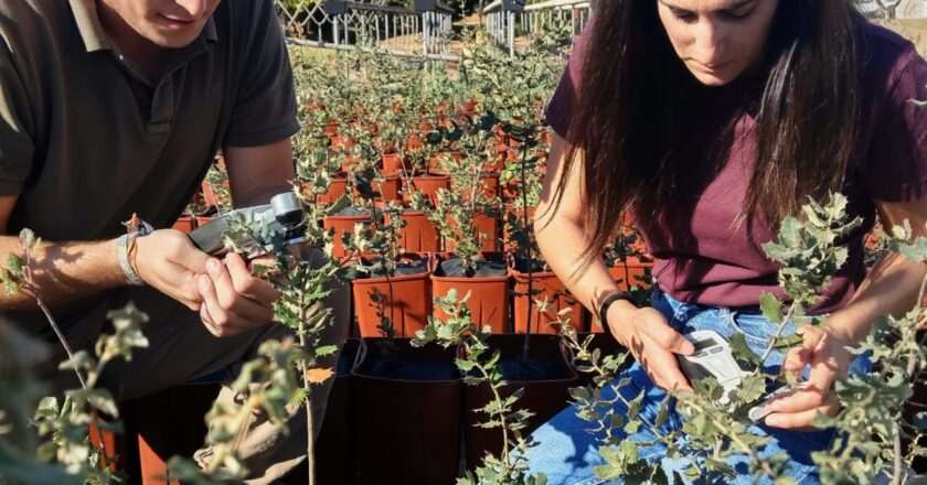 Diputación y Universidad de Huelva: ensayos para mejorar la resistencia de encinas y alcornoques a la seca y sequía en 2023