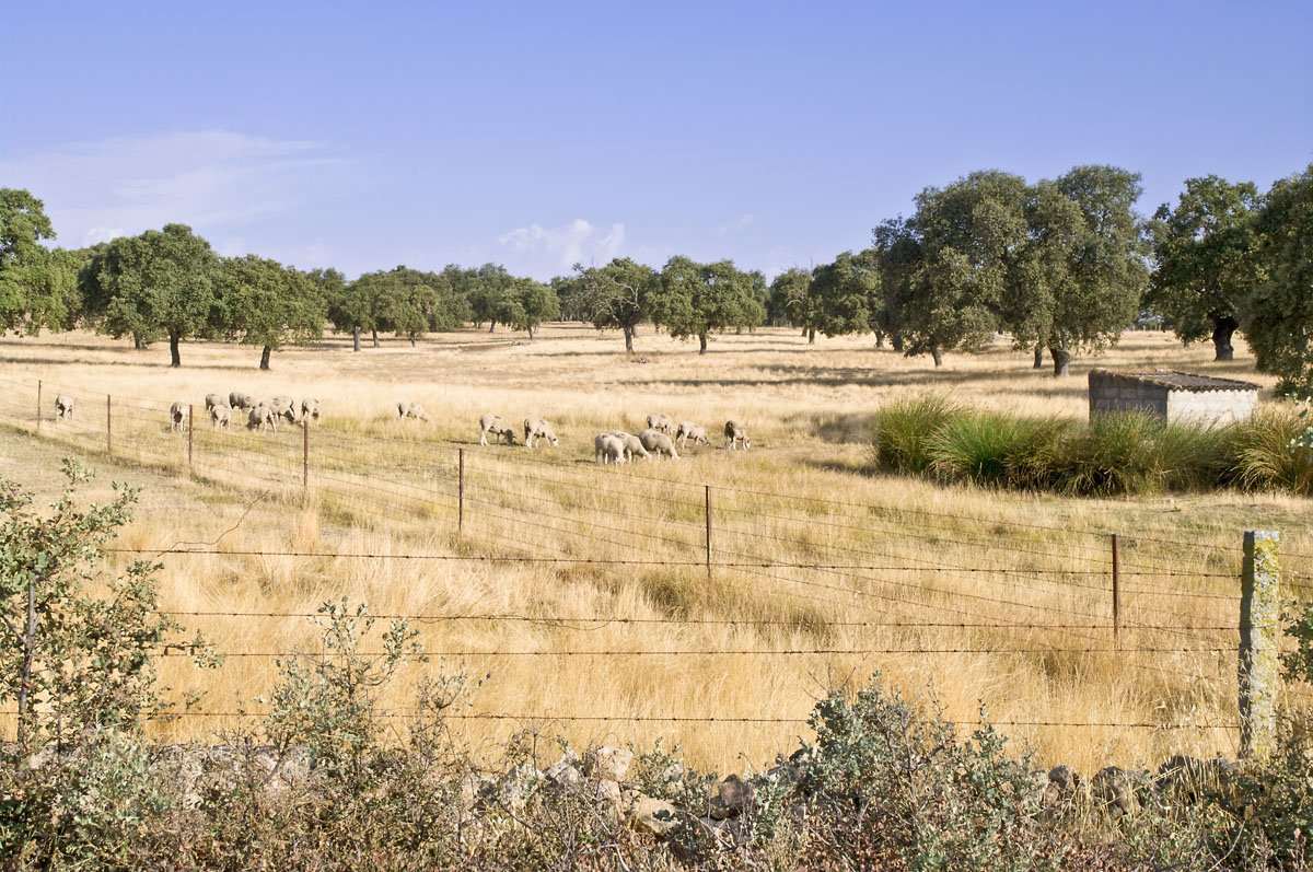 Ovejas pastan en una dehesa de encinas con pasto seco y una valla de alambre en Los Pedroches.